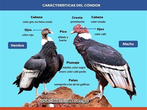 El Cóndor Andino Animals beautiful Beautiful birds Animals