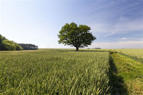 A Lonely Growing Oak Tree In A Field With Cereals Stock Photo Image