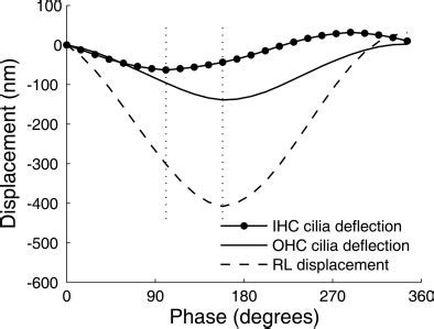 Relation Between Stereocilia Deflection And Displacement Of The