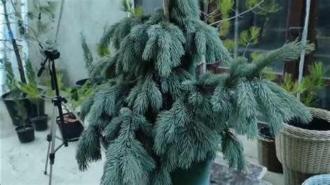 обзор Ель Энгельмана Глаука (Picea engelmani Glauca) посадка и уход ...