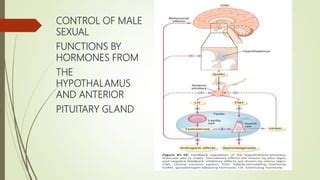 Male Sex Hormones PPTX