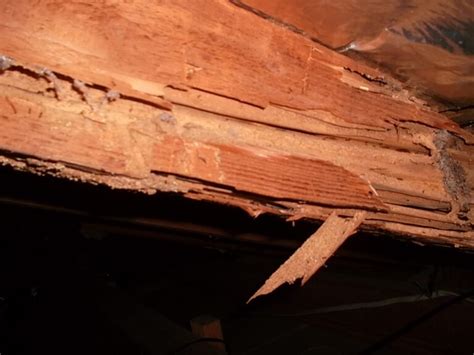 Termite Infestation/Damage in Sydney Houses