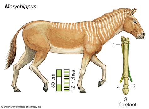 Merychippus Eocene Horse Ancestor Prehistoric Britannica