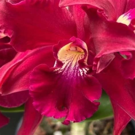 El Negrito Poniendola Free Argentinian Porn Xhamster