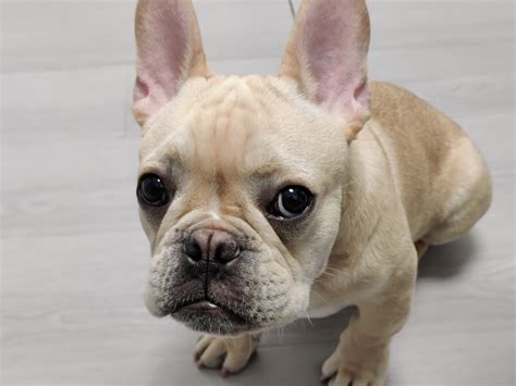 Worms in Dog Poop — How to Prevent Them and What to Do if you Find Them