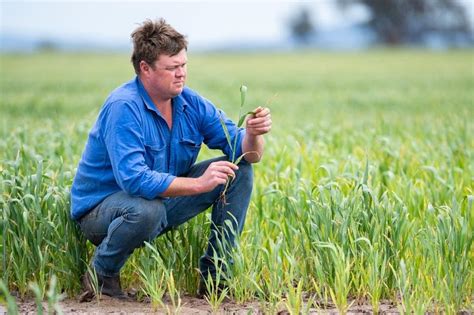 Australian Farmers Brace For Muddy Wheat Harvest As Rain Pummels East The Straits Times