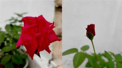 Feng Shui Bunga Mawar Melambangkan Umur Panjang Dan Kecantikan Yang