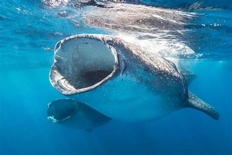 Shipping lanes threaten whale shark feeding grounds