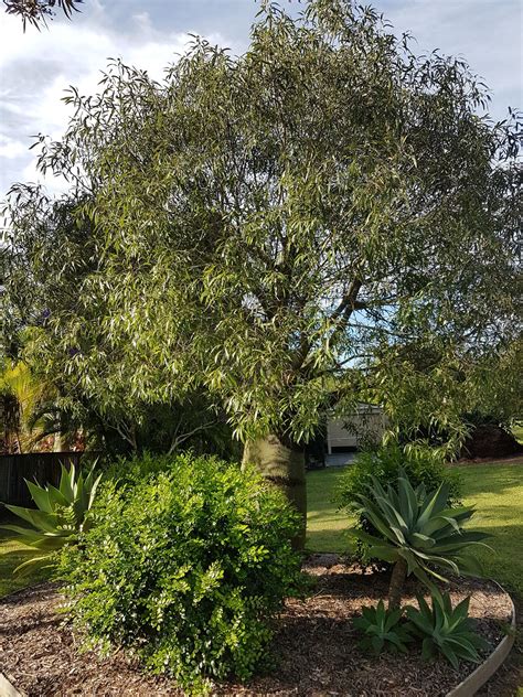 Xtremehorticulture Of The Desert Bottle Tree Kurrajong Which Is It