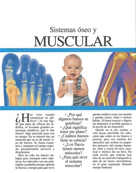 Infografia Sistema Oseo Y Muscular By Andrea Carolina Buitrago Eslava