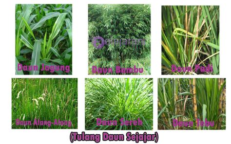 Jenis Jenis Daun Berdasarkan Tulang Daun Beserta Cont