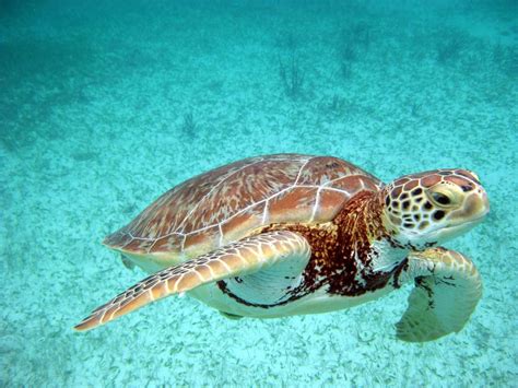 Turtle Snorkeling In Akumal At Riviera Maya Mexico Beautiful Photo