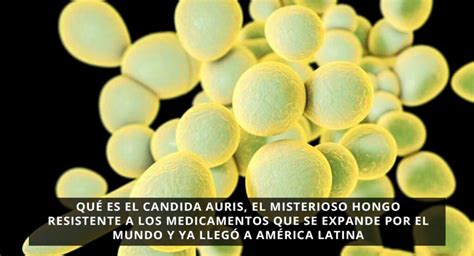 Qué es el Candida auris KRYPTO