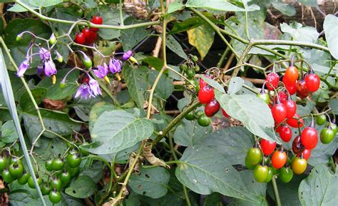 bittersweet nightshade solanum dulcamara bittersweet bit flickr