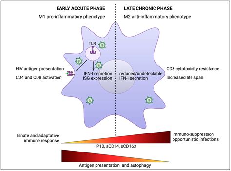 Viruses Free Full Text Macrophages Key Cellular Players In Hiv