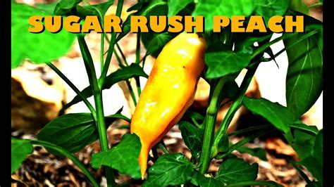 Sugar Rush Peach Pepper Review And Taste Test Youtube