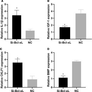 Caspase3 Expression Levels In The SiBclxL And NC Groups Relative