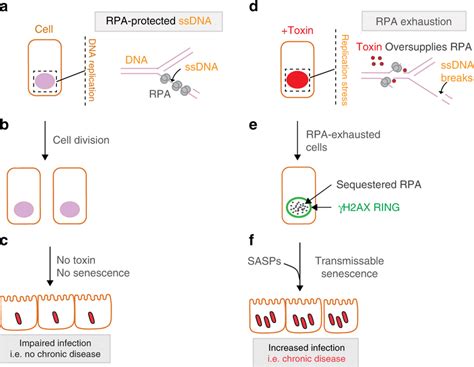 Proposed Model Left A Control Cells Undergo DNA Replication Where RPA