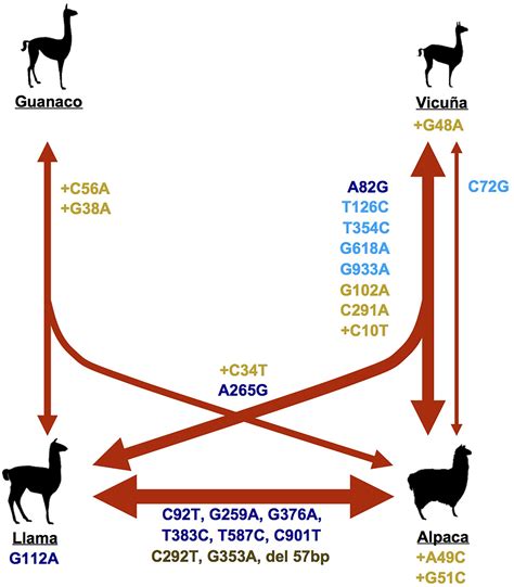 Genetic Variation And Change Macscience