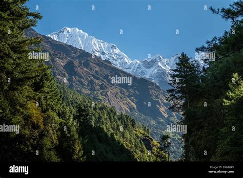 himalayas snowcaped mountains   trees   everest