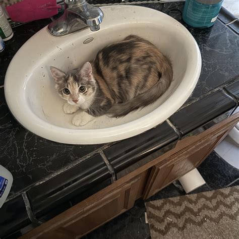Paw Patrol Lost and Found Pets in Merced County | My daughter’s cat got