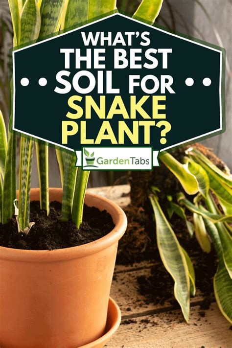 Best Soil for Snake Plants