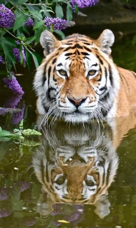 Second Tiger In A Year Dies At Longleat Safari Park Bristol Live