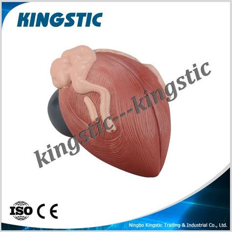 cbm  bladder anatomical model kingstic
