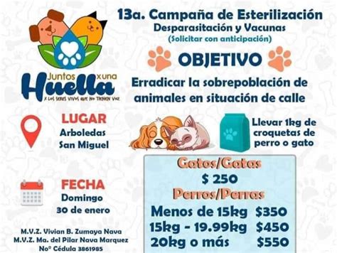 Anuncian Campa A De Esterilizaci N De Perros Y Gatos Callejeros En Medell N