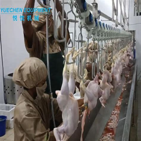 Complete Halal Auto Poultry Slaughter Equipment Chicken Slaughterhouse