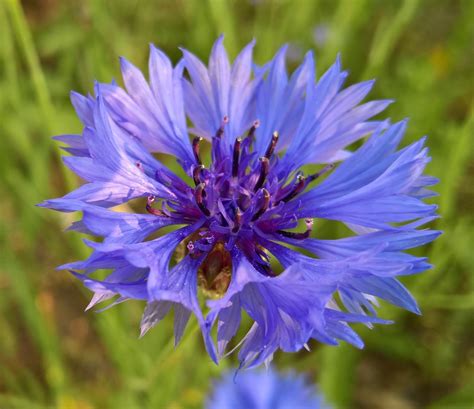 Cornflower Edible Plants Of The Greater Portland Metro Area Inaturalist