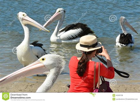 Pelican Water Birds Stock Photo Image Of Australia 45503728