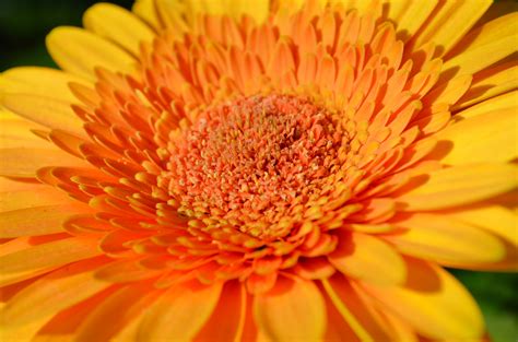 Gerbera Daisy Leaves Turning Yellow at Minnie Wilkin blog