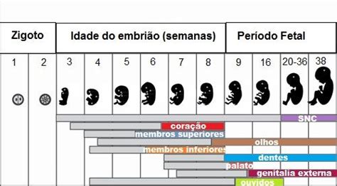 O Que É Embriologia - O que é Embriologia? - Toda Matéria