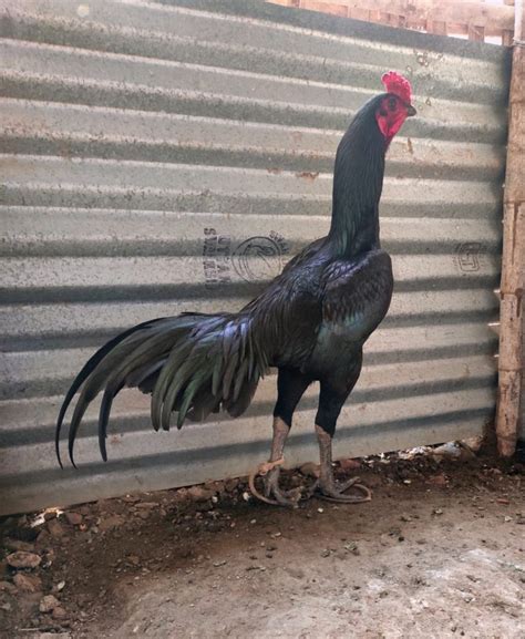 Chicken Madrasi For Household Iqf At Rs 500piece In Chandrapur Id