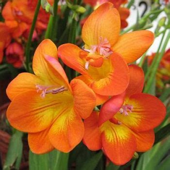 Луковицы Фрезия МастерСад купить по выгодной цене в интернет-магазине ...