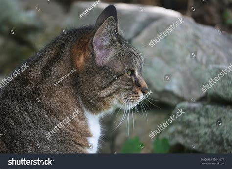 Grey Tabby Cat Stalking Prey Backyard Stock Photo 655643677 Shutterstock