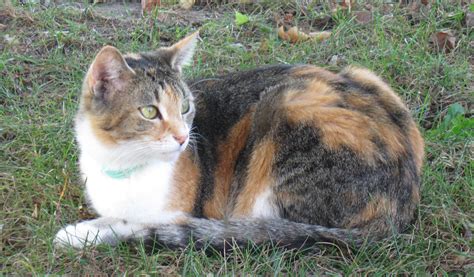 Build an Emergency Cold-Weather Shelter for Stray or Feral Cats | Cats