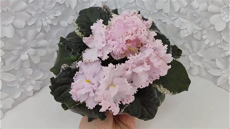 Фиалка АВ-Роскошная Жизнь #flowers #цветы - YouTube