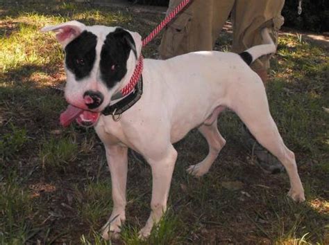 American Bulldog Peanut Brittle Large Young Male Dog For Sale
