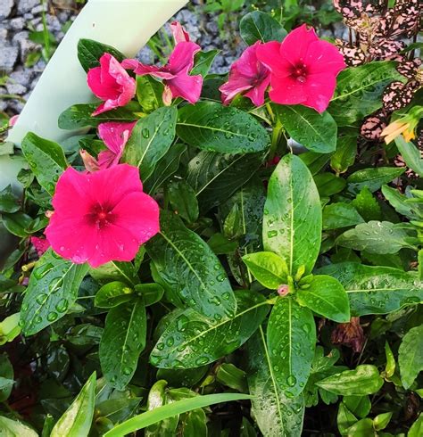 Катарантус | отзывы