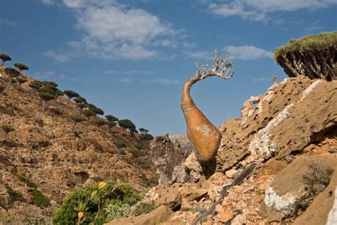 Сомали федеративная республика. Достопримечательности, столица, карта ...