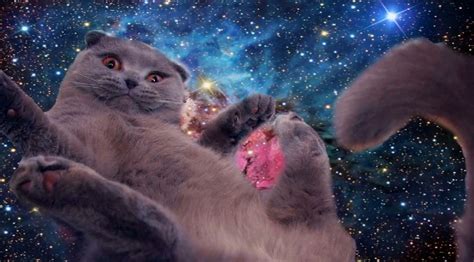 Bộ Sưu Tập 600 Mẫu Galaxy Kitten Background Đẹp Nhất