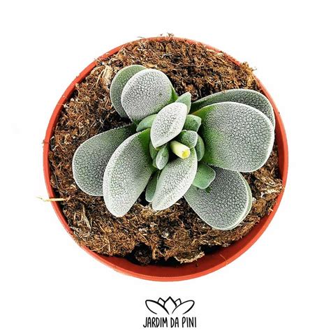 Crassula Tecta - JardimDaPini