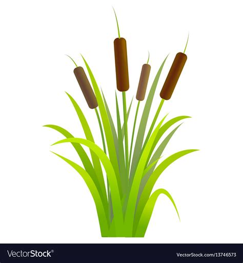 Cattails Plant