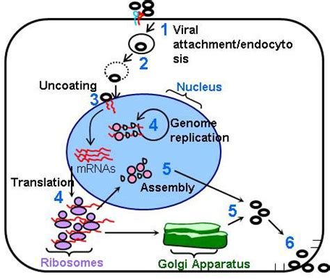 Virus Replication British Society For Immunology