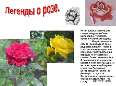 Роза Легенда Фото И Описание – Telegraph