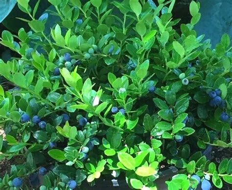 Huckleberries — Sunnyside Nursery