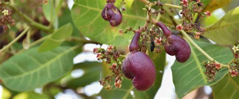 A Bunch Of Cashew Apples On A Cashew Tree 11876263 Stock Photo At Vecteezy