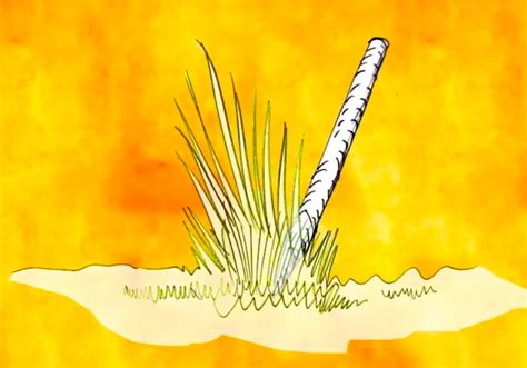 mazahuas la historia del zacaton dili mexico